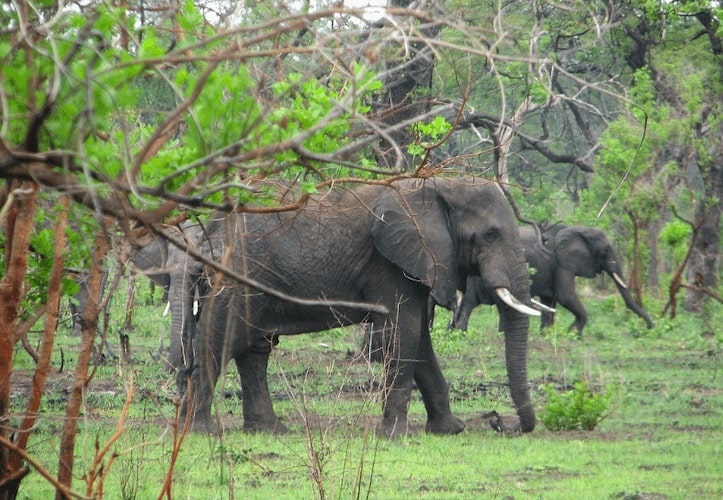 Elephants in Malawi