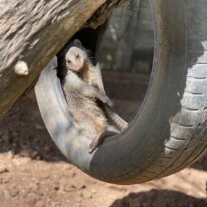 Mongoose sitting in tyre swing