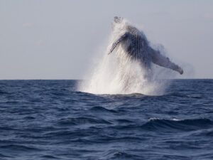 Humpback whale breaching out of the water