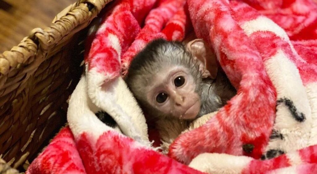 baby monkey wrapped in blanket
