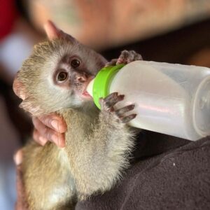 bottle feeding monkey