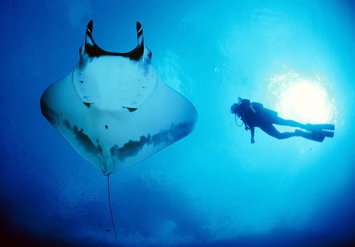 marine volunteer with giant manta ray in Mozambique