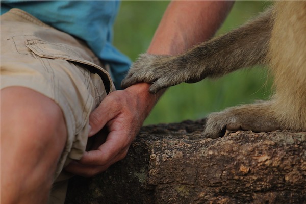 baboon hand holding volunteer
