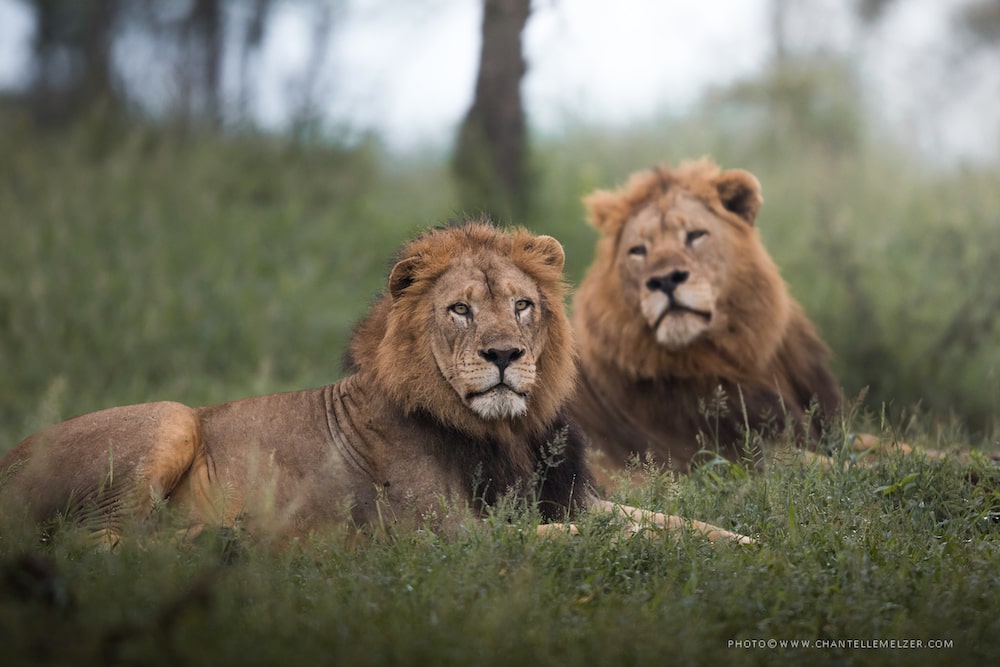 Two male lions lying down in South Africa