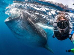 Volunteer swimming with whale shark in background