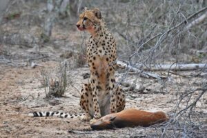 Cheetah with an impala