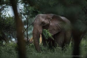 Elephant eating in the bush