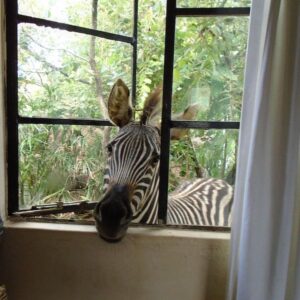zebra putting his head in at the window