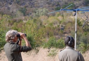 Senior volunteer tracking wildlife using telemetry