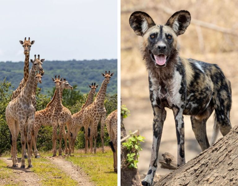 Wildlife conservation project in Zimbabwe giraffes and wild dogs