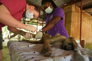 Vet students working on baboon in Malawi