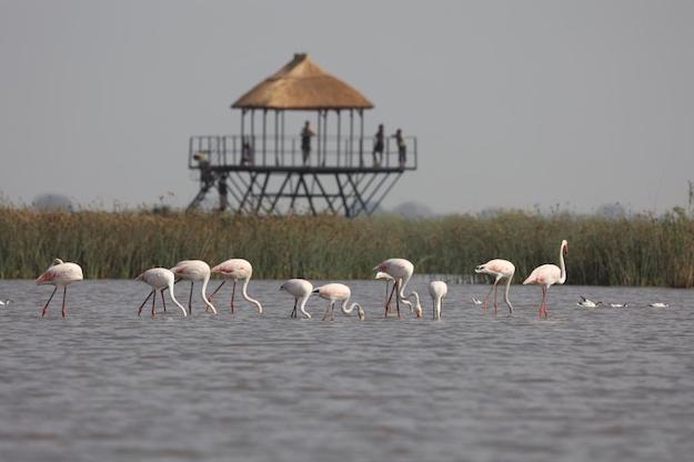 Flamingos in Elephant marsh in Malawi
