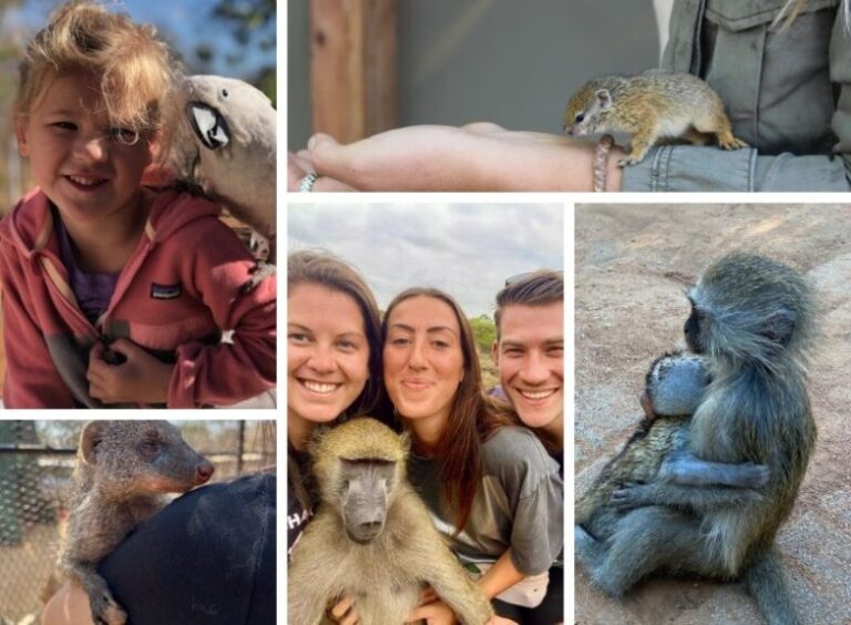 Primate conservation volunteers