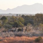 zebras with mountains in the distance
