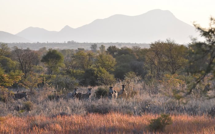 zebras with mountains in the distance