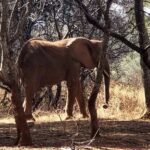 elephant walking through camp