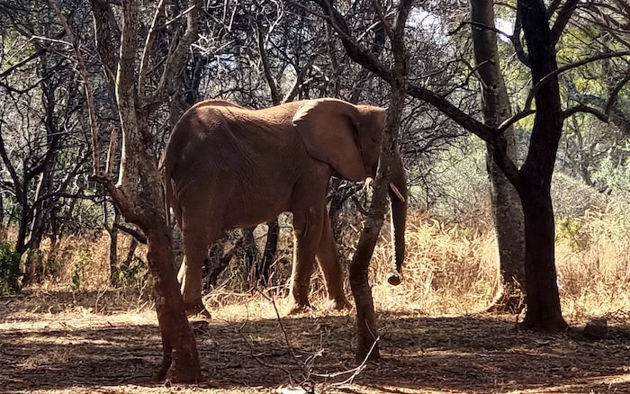 elephant walking through camp