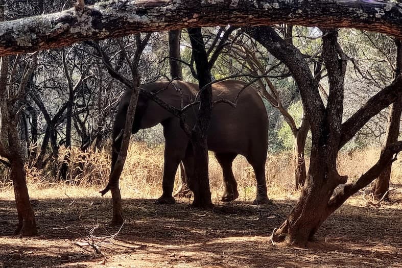 Elephant walking through camp