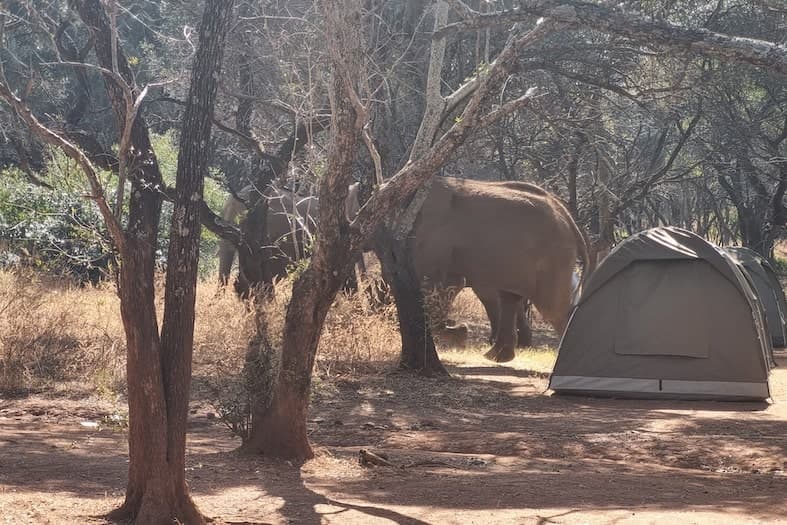 Elephants by campsite