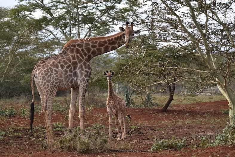 Giraffe and baby