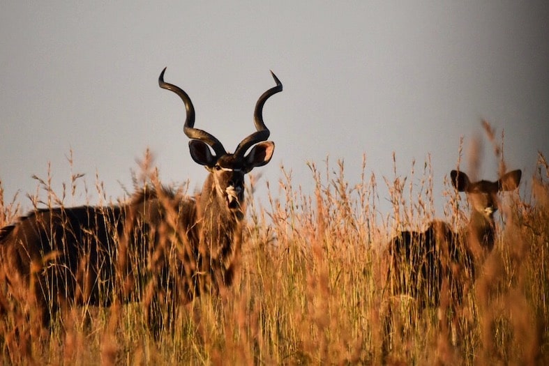 Kudu antelope