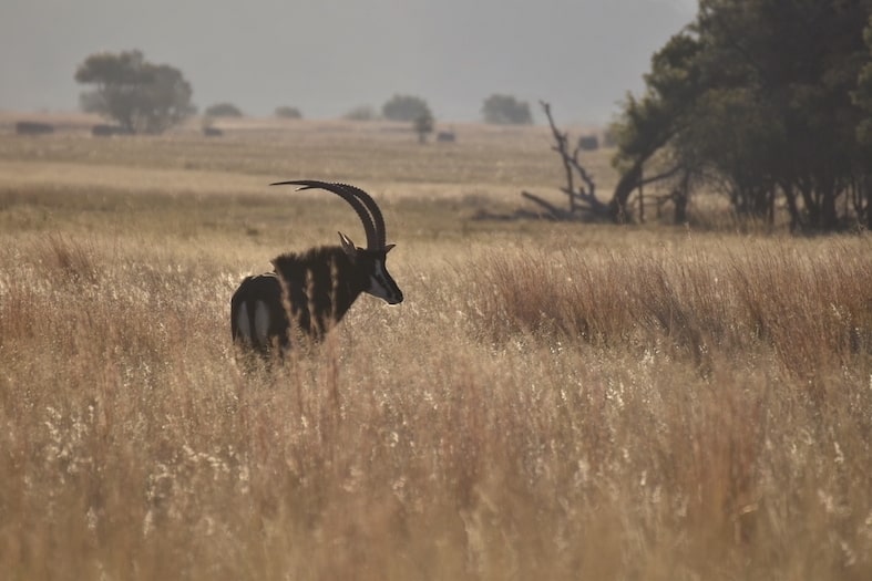 Sable antelope