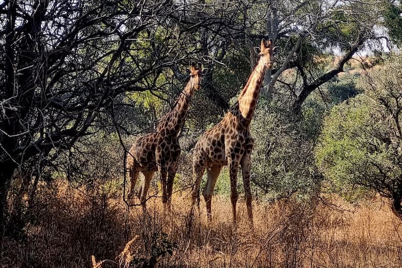 Two giraffes by camp