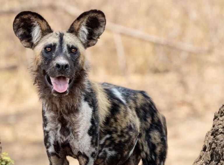 Big 5 conservation volunteer special offer.jpg