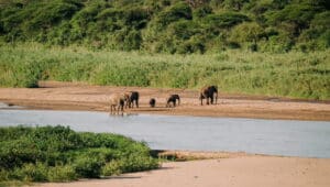 Elephants crossing a river bed