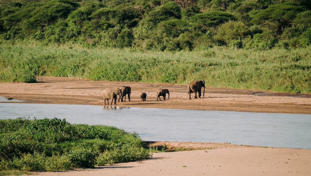 Elephants crossing a river bed