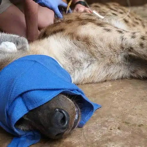 Link to our conservation internships