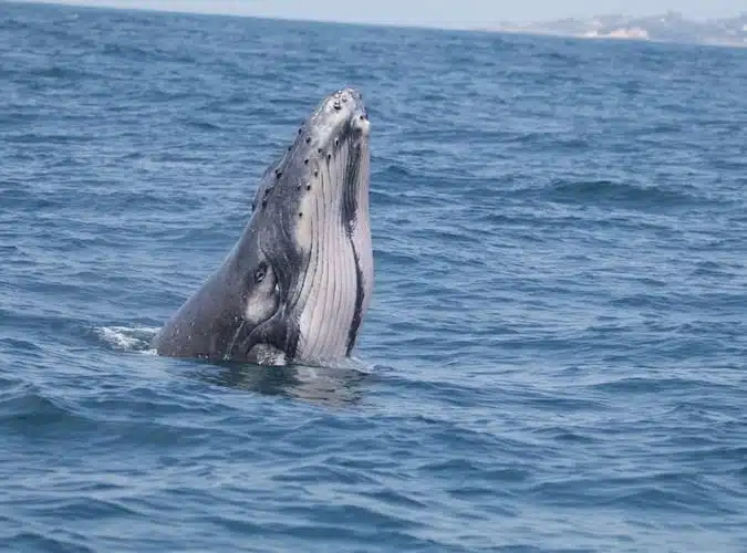 View our volunteer Programs in Mozambique