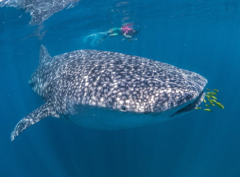 marine conservation volunteer special offer