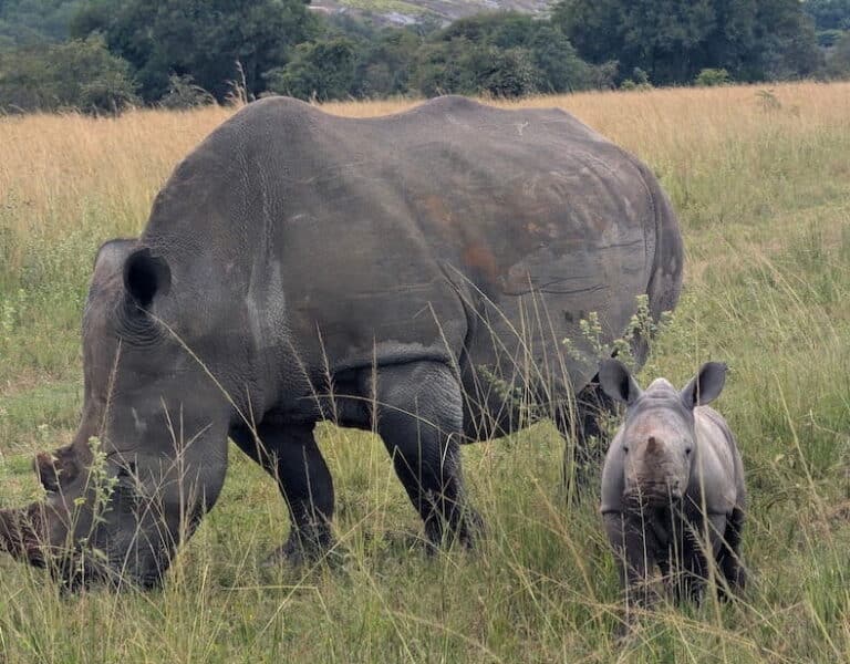 Baby Rhino Rindi save 25