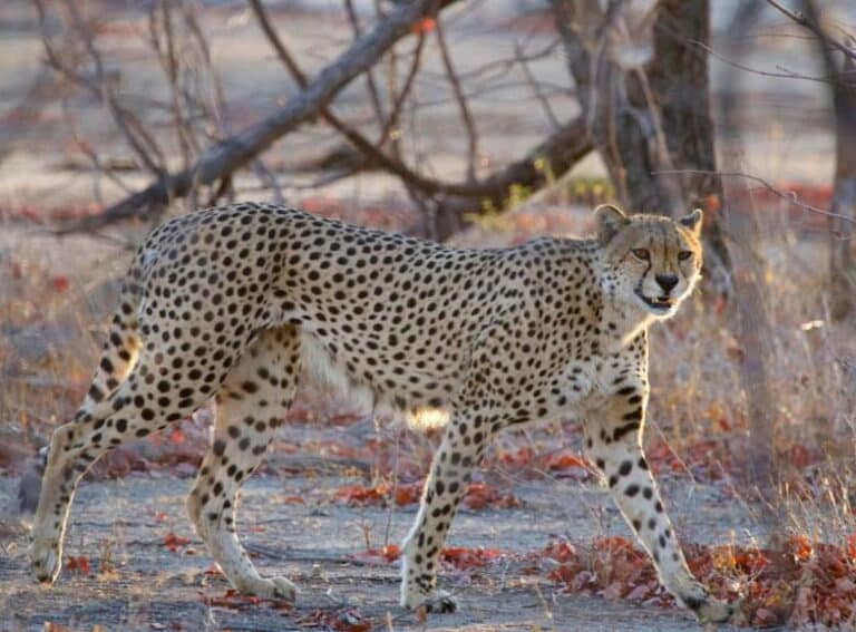 Cheetah in Zimbabwe