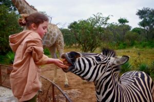Family volunteer feeding zebra at wildlife sanctuary