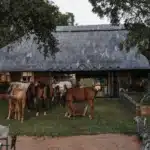 Horse Eco Safari volunteer house