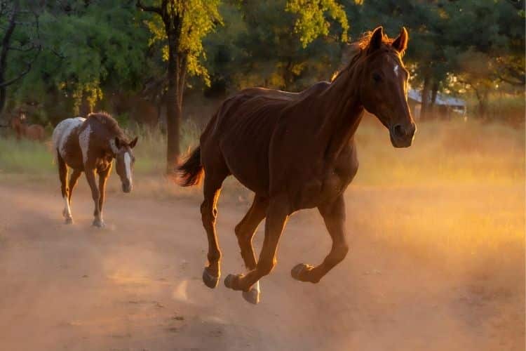 Horse cantering down dusty road