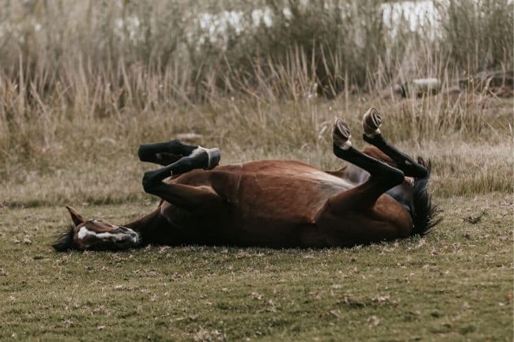 Horse rolling