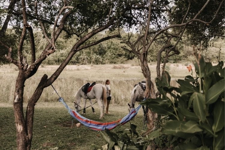 Horses with hammock