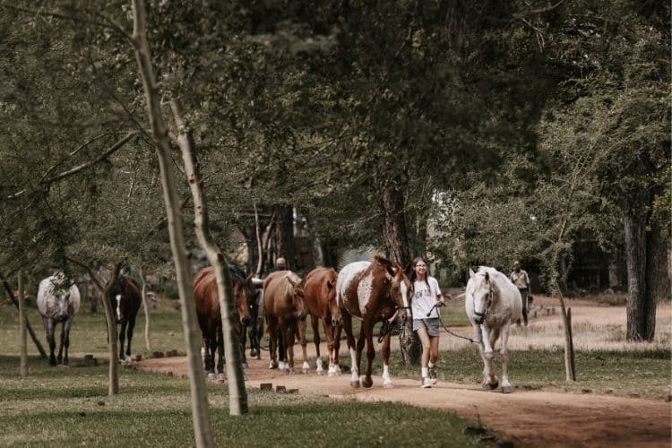 bring horses home africa