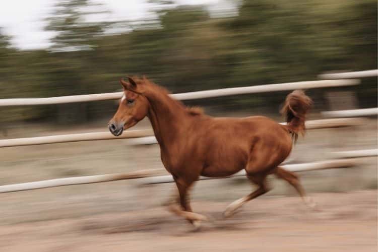 horse in the schooling ring zimbabwe