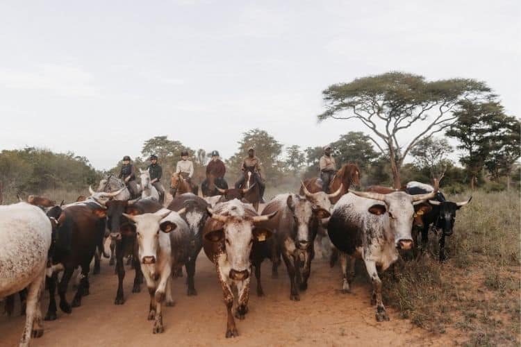 horse riding working holiday cattle ranching