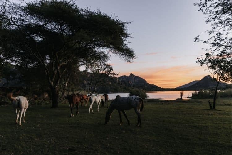 horses by the dam at sunset