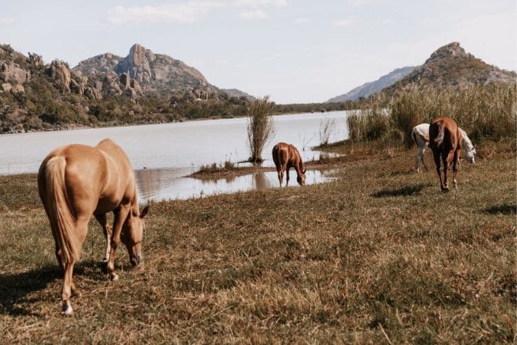 horses by the dam in zimbabwe