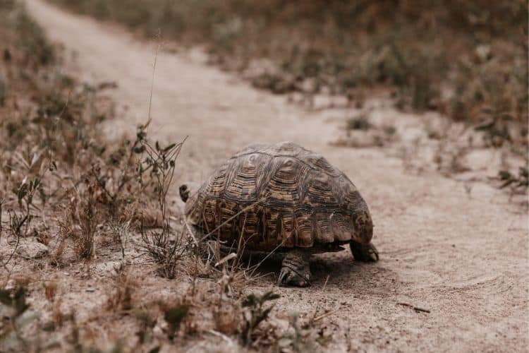 leopard tortise on trail