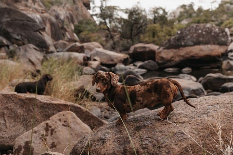 sausage dogs on rocks