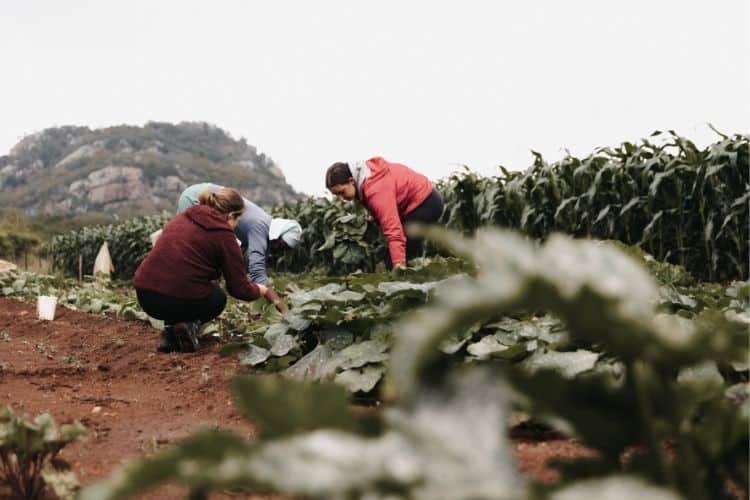 working holiday volunteers on farm