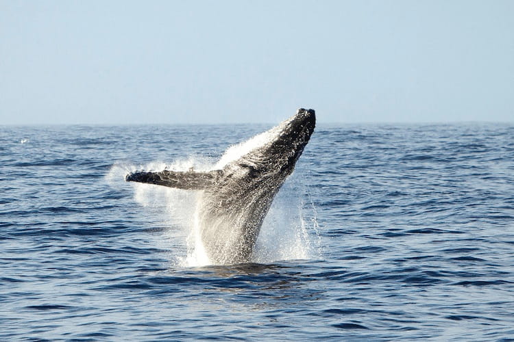 humpback whale research program