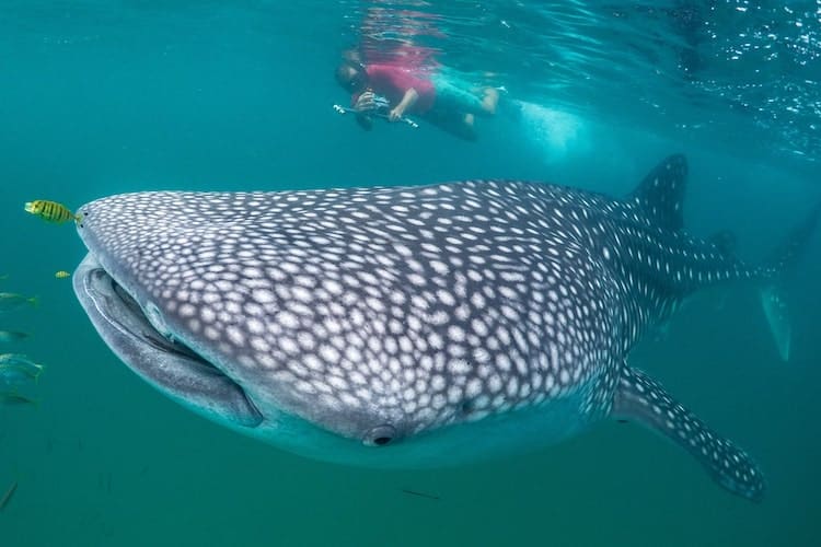 marine conservation volunteer program